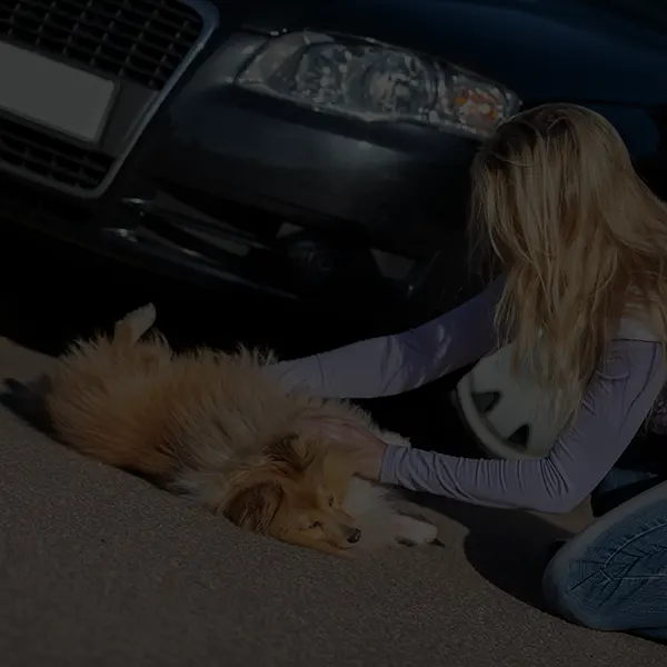 Accident avec un chien, qui est responsable