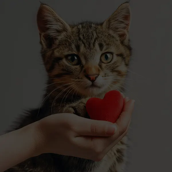 assurance Responsabilite Civile pour chat