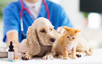 Soins vetérinaires reguliers et prevention des maladies